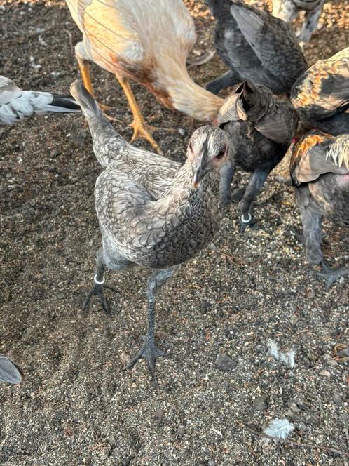 Modern engelse vechtkriel, Dieren en Toebehoren, Pluimvee