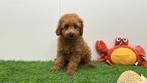 Dwergpoedel pups, Poedel, België, 8 tot 15 weken, CDV (hondenziekte)