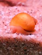 Appelslakken geel en gestreepte, Animaux & Accessoires, Poissons | Poissons d'aquarium