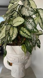 Aglaonema plant met paspoort, Enlèvement