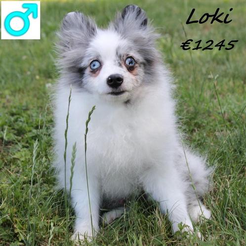 Kleine Keesjes - leuke pups te koop, Dieren en Toebehoren, Honden | Poolhonden, Keeshonden en Oertypen, Meerdere dieren, Overige rassen