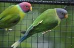 tête de prune mâle, Dieren en Toebehoren, Vogels | Parkieten en Papegaaien, Mannelijk, Parkiet, Geringd