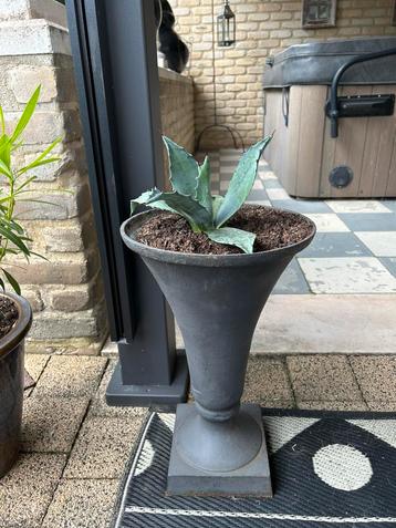 Gietijzeren tuinvaas trompetvaas 3 stuks met gratis agave, Enlèvement