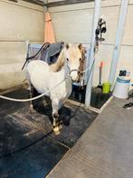 Sportpony, Dieren en Toebehoren, A pony (tot 1.17m), 3 tot 6 jaar, Tuigpony, Merrie