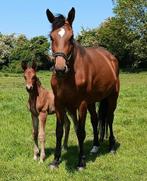 Mosito Broodmare, Animaux & Accessoires, Chevaux