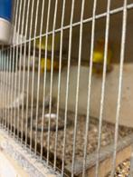 dwergpapegaaitjes, Dieren en Toebehoren, Geringd