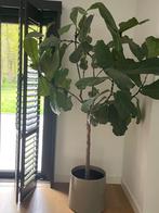 Prachtige ficus, Maison & Meubles, Plantes d'intérieur, Ombre partielle, En pot, Plante verte, 200 cm ou plus