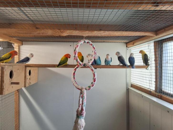 Fischerie, Dieren en Toebehoren, Vogels | Parkieten en Papegaaien, Dwergpapegaai of Agapornis, Meerdere dieren, Geringd