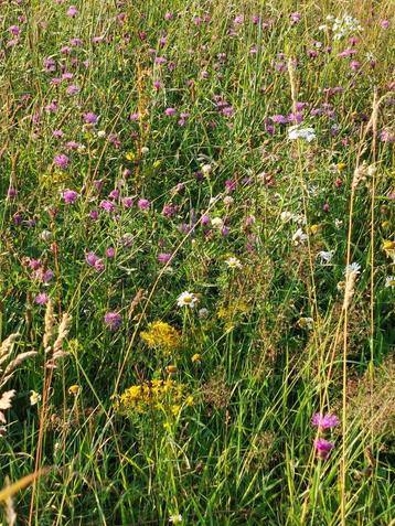 Vaste planten ruilen beschikbaar voor biedingen