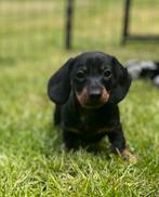 Kortharige dwergteckel kaninchen pups,in huis grootgebracht, CDV (hondenziekte), Meerdere, 8 tot 15 weken, Meerdere dieren