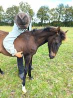 Paso Fino hengstje: Zuid Amerikaans gangenpaard veulen, Poney de récréation, Poney D (1.37 m à 1.48m), 0 à 2 ans, Non dressé