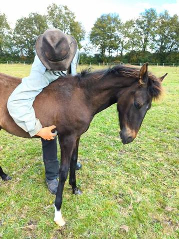 Paso Fino hengstje: Zuid Amerikaans gangenpaard veulen