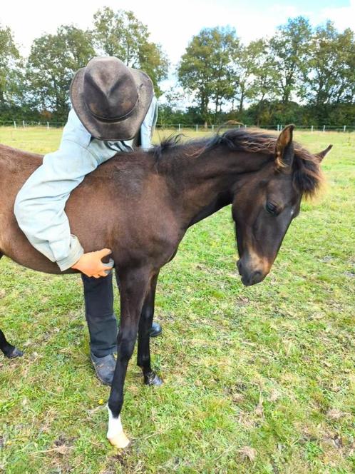 Paso Fino hengstje: Zuid Amerikaans gangenpaard veulen, Animaux & Accessoires, Poneys, Étalon, Non dressé, Poney D (1.37 m à 1.48m)