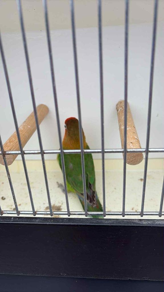 fischeri eigen kweek 2025, Dieren en Toebehoren, Vogels | Parkieten en Papegaaien, Dwergpapegaai of Agapornis, Mannelijk, Geringd