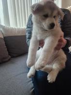 1 siberische husky pup teefje, Dieren en Toebehoren, Honden | Poolhonden, Keeshonden en Oertypen, België, Fokker | Hobbymatig