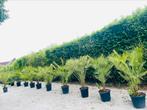 🌴🏝️ Dwergpalm Chamaerops humilis - LEVERING 🚛, Tuin en Terras, Planten | Tuinplanten, Ophalen of Verzenden, Winter