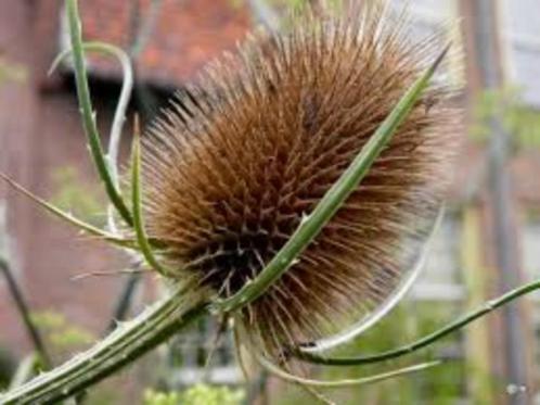 2-JARIGEN weverskaarde/dipsacus & judaspenning, Tuin en Terras, Planten | Tuinplanten, Tweejarig, Ophalen