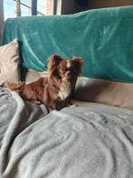 Chihuahua dekreu ( kleintje ) beschikbaar voor dekking, 1 à 2 ans, Chien (mâle), Belgique, Éleveur | Loisir