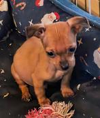 Pincherpupjes, Dieren en Toebehoren, Parvo, België, Fokker | Hobbymatig, 8 tot 15 weken