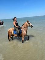 Spaanse Valk kleurige merrie, Dieren en Toebehoren, Paarden, Merrie, Minder dan 160 cm, Met stamboom, 11 jaar of ouder