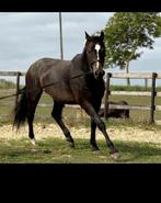 Paard , Holsteiner ruin recreatief, Dieren en Toebehoren, Paarden en Pony's | Overige Paardenspullen, Ophalen
