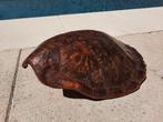 Antiek schild van schildpad groot en mooi exemplaar, Ophalen of Verzenden