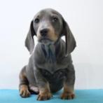 Teckel - blue&tan kortharige pups te koop, CDV (hondenziekte), Meerdere, Meerdere dieren, Buitenland