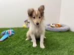 Shetland Sheepdog pups, Dieren en Toebehoren, Honden | Herdershonden en Veedrijvers, 8 tot 15 weken, CDV (hondenziekte), Meerdere
