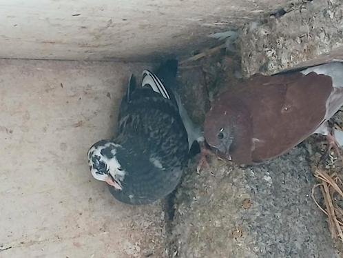 Duiven, Dieren en Toebehoren, Vogels | Duiven, Overige soorten, Meerdere dieren