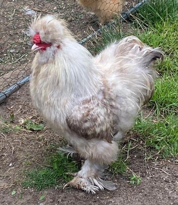 Zijdehoen USA haantjes, Mâle, Poule ou poulet