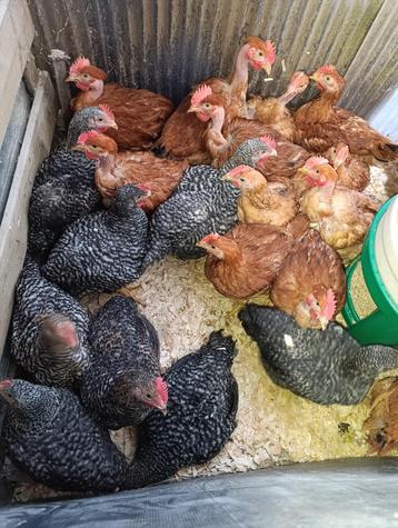 vleeshaantjes 3 maand 2,2 kg kabir , cou nu , koekoek 5 juli beschikbaar voor biedingen