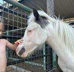 Allerliefste en knapste Moon zoekt een nieuwe thuis, Dieren en Toebehoren, Pony's, Merrie, Niet van toepassing, 0 tot 2 jaar, A pony (tot 1.17m)