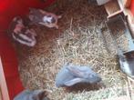 4 vleeskonijnen te koop, Dieren en Toebehoren, Konijnen, Mannelijk, Groot, 0 tot 2 jaar