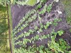 Aardbeiplantjes te koop, Tuin en Terras, Planten | Tuinplanten, Ophalen