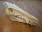 Perfecte schedel everzwijn, Verzamelen, Dierenverzamelingen, Ophalen, Schedel