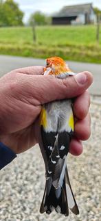 Major XXL Agaat redhead 2025, Dieren en Toebehoren, Vogels | Overige Vogels, Mannelijk, Wildzangvogel, Geringd