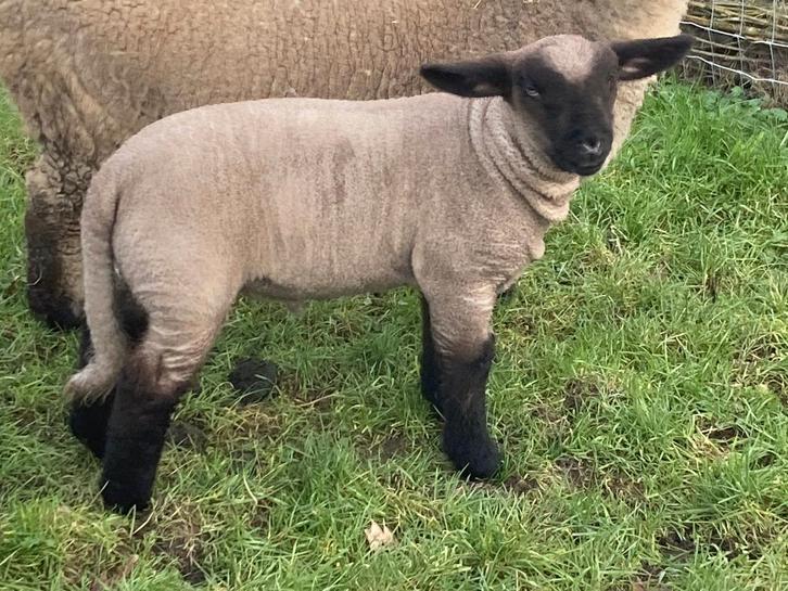 hampshire down lammeren, Animaux & Accessoires, Moutons, Chèvres & Cochons, Mouton, Plusieurs animaux, 0 à 2 ans