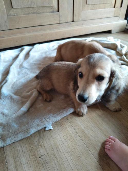 Prachtige langharige teckel pups, Dieren en Toebehoren, Honden | Teckels en Dashonden, Meerdere dieren, Langhaar, Dwerg, Fokker | Professioneel