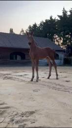 Hengstenveulen - Chardonnay VDF, Dieren en Toebehoren, Paarden, Springpaard, Gechipt, 0 tot 2 jaar, Hengst