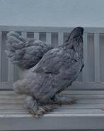 Brahma blauw hen groothoender, Vrouwelijk, Kip
