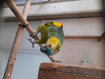 ONTSNAPT BLAUW VOORHOOFD GEELSCHOUDER AMAZONE  beschikbaar voor biedingen