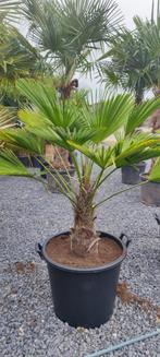 Trachycarpus wagnerianus palmboom, Ophalen, Palmboom