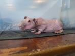 Verschillende jonge skinny cavias beschikbaar. Naaktcavia, Dieren en Toebehoren, Juni, Cavia