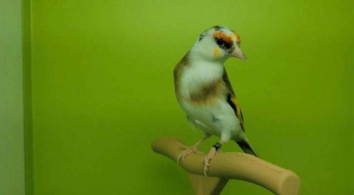 Kleine en middelgrote distelvink, Dieren en Toebehoren, Vogels | Overige Vogels, Meerdere dieren, Geringd