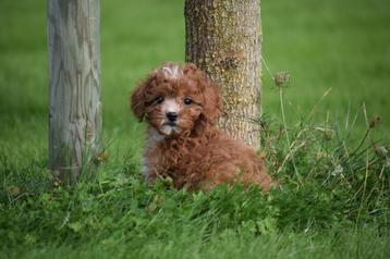 Cavapoo pups uit 2 nestjes te kiezen 💖💖💖 beschikbaar voor biedingen