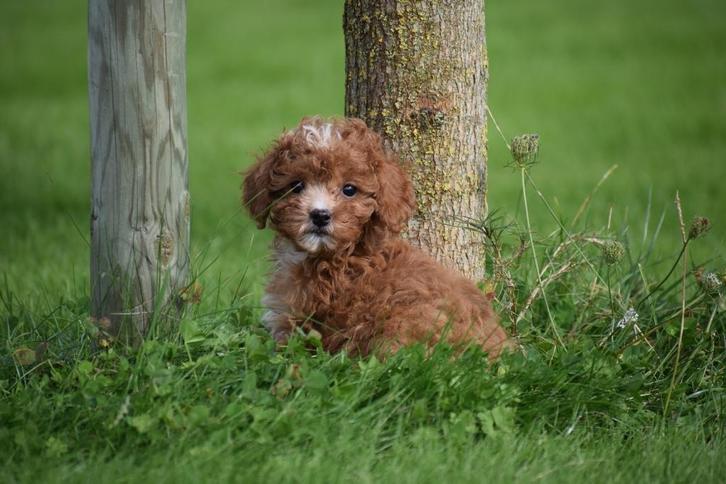 Cavapoo pups uit 2 nestjes te kiezen 💖💖💖, Dieren en Toebehoren, Honden | Niet-rashonden, Middel, Meerdere dieren, Fokker | Professioneel