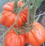 grote tomaat HOY - vleestomaat - 5 zaden, Tuin en Terras, Verzenden, Voorjaar, Zaad