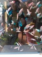 Betta Splendens/ Combattant mâles et femelles, Vis, Zoetwatervis