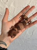 Nephrurus cinctus vrouw, Hagedis, Tam, 3 tot 6 jaar