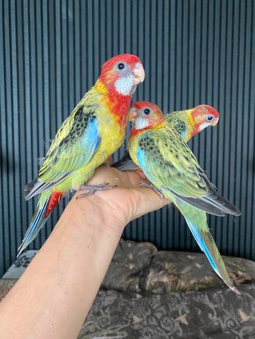 Handtamme pracht rosella’s 2025 met DNA beschikbaar voor biedingen